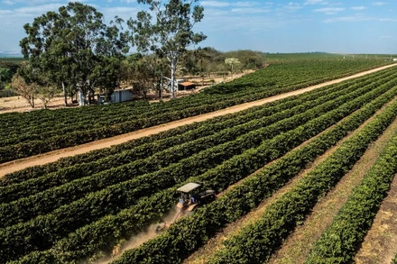 Cánh đồng cà-phê tại Minas Gerais, Brazil. (Ảnh: THX/TTXVN)
