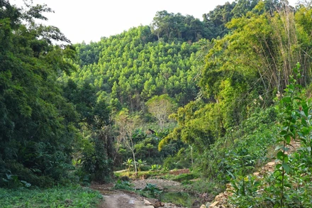 Trước thiên tai khốc liệt, cần nhìn lại chất lượng rừng