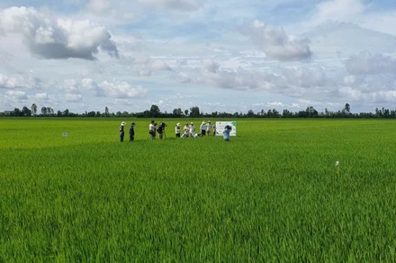 Mô hình canh lúa chất lượng cao và giảm phát thải tại tỉnh An Giang. Ảnh Ánh Nguyệt.