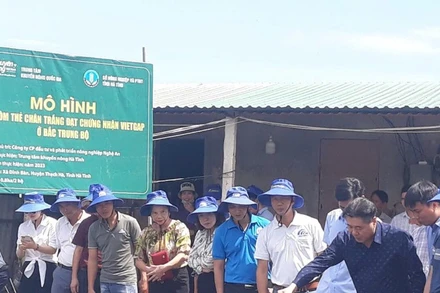 Trung tâm Khuyến nông quốc gia hỗ trợ xây dựng mô hình nuôi tôm thẻ chân trắng khu vực Bắc Trung Bộ.