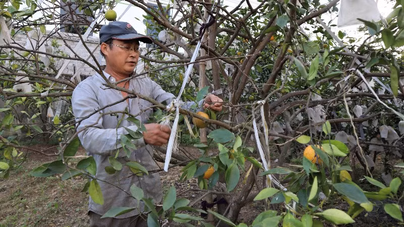 Ông Nguyễn Văn Hạnh (xóm Quyết Thắng, xã Nghi Lộc) chăm sóc vườn cam của gia đình.