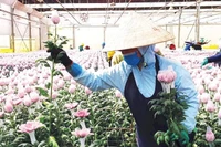 Hoa Đà Lạt đã có mặt tại hơn 23 quốc gia, trong đó có những thị trường yêu cầu cao như Nhật Bản, Australia và châu Âu.