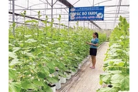 Nông dân xã Trường Hà đầu tư xây dựng nhà lưới, phát triển nông nghiệp công nghệ cao.