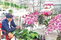 Chăm sóc hoa lan Hồ Điệp tại vườn lan trên đường Phạm Văn Đồng.