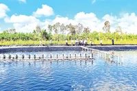 Mô hình nuôi tôm tuần hoàn nước khép kín với hàm lượng khoa học cao đang được nhân rộng nhiều nơi tại Cà Mau.
