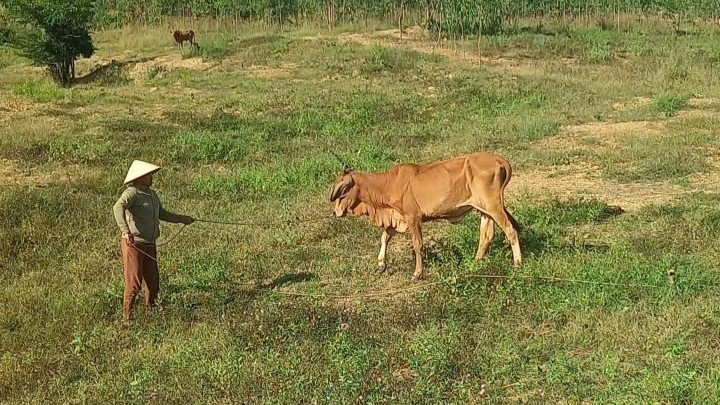 Nhiều hộ thoát nghèo nhờ nuôi bò.