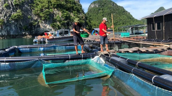 Người dân tỉnh Quảng Ninh nuôi trồng thủy sản trên biển.