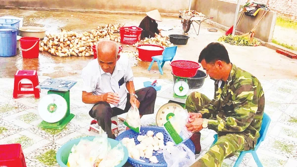 Sản phẩm măng lục trúc lâm sinh Ngọc Châu giúp người dân xã Ngọc Thiện thoát nghèo.