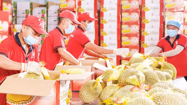 Các lô hàng trái cây xuất khẩu của Công ty Vina T&T Group đều triển khai truy xuất nguồn gốc thông minh. (Ảnh MINH ANH)