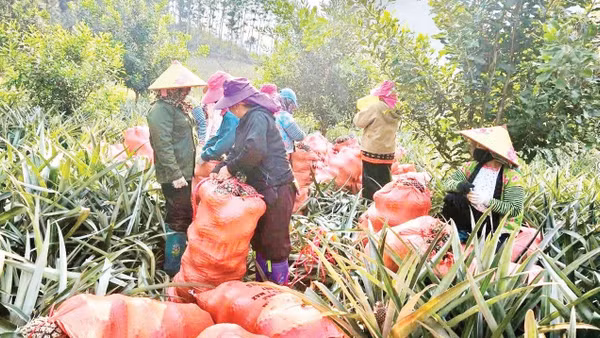 Nông dân xã Pú Nhung thu hoạch dứa trồng xen dưới gốc cây mắc-ca và cây cà-phê.