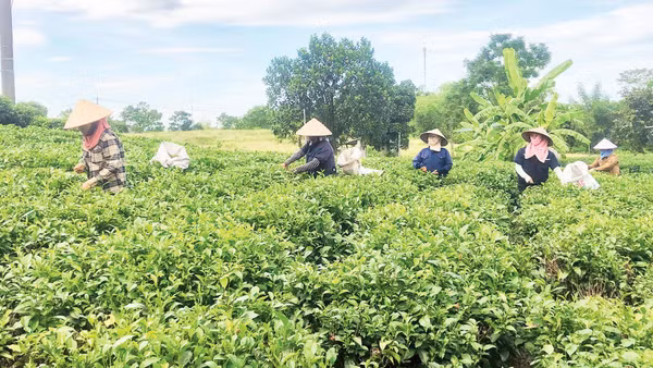 Người dân tỉnh Phú Thọ thu hoạch chè. (Ảnh: BẢO HÂN)