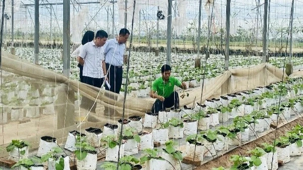 Mô hình sản xuất cây giống dưa thơm (dưa vàng, dưa vân lưới).