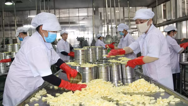 Nhiều doanh nghiệp FDI sản xuất kinh doanh hiệu quả tại Vĩnh Long.