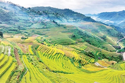 Hương lúa mới quyện cùng gió núi trong lành khiến bước chân ai cũng như chậm lại để tận hưởng trọn vẹn vẻ đẹp mộc mạc mà say đắm. 