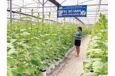 Nông dân xã Trường Hà đầu tư xây dựng nhà lưới, phát triển nông nghiệp công nghệ cao.