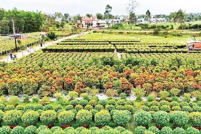 Một góc làng hoa Hà Đông ở phường Điện Bàn Bắc, thành phố Đà Nẵng.