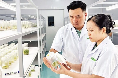 Ứng dụng công nghệ nhân giống cấy mô tại xã Chợ Lách (tỉnh Vĩnh Long).