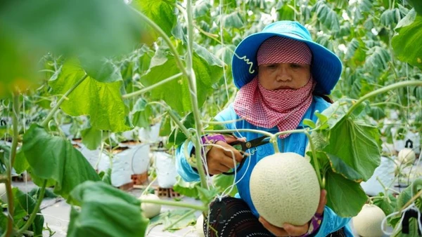 Nông dân Thành phố Hồ Chí Minh thu hoạch dưa lưới.