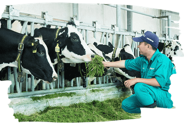 Đầu tư nắm giữ 51% cổ phần của Lao-Jagro 
Development Xiengkhouang Co., Ltd. Tại Lào.
Trở thành công ty đầu tiên sản xuất sữa A2 tại Việt Nam