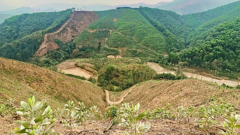 Xã Kim Phượng (Thái Nguyên) tích cực chuẩn bị hiện trường trồng rừng năm 2026.