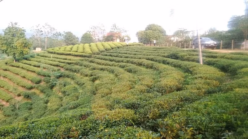 Xã Vô Tranh có những tiểu vùng chè ngon nổi tiếng, được người tiêu dùng ưa chuộng.