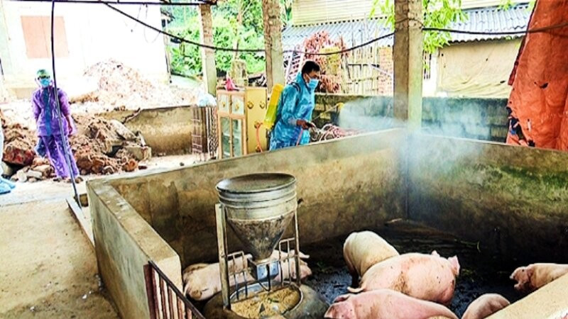 Tỉnh Thái Nguyên đang tích cực triển khai các biện pháp phòng, chống dịch tả lợn châu Phi.