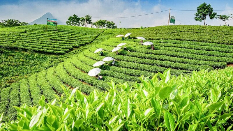 Thái Nguyên có nhiều vùng chè trùng điệp, đẹp mắt, tiềm năng lớn để phát triển du lịch cộng đồng.