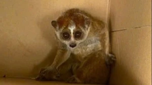 Cu li nhỏ có tên khoa học là Nycticebus pygmaeus thuộc bộ linh trưởng, có nơi gọi là con cù lần, khỉ gió, mắc cỡ, xấu hổ.