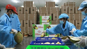 Sơ chế sầu riêng xuất khẩu tại Công ty Vina T&T Group. (Ảnh: Minh Anh)