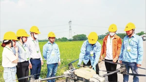 Vận hành thiết bị bay không người lái phun thuốc trừ sâu trên đồng lúa xã Thư Lâm, thành phố Hà Nội. (Ảnh ANH SƠN)