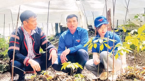 Nhiều thanh niên vùng cao mạnh dạn đầu tư, khởi nghiệp với sâm Ngọc Linh và dược liệu có giá trị kinh tế cao.