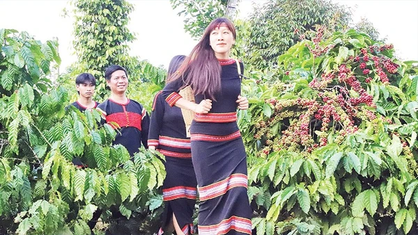 Đồng bào các dân tộc tỉnh Đắk Lắk hết sức tự hào khi Bộ Văn hóa, Thể thao và Du lịch công nhận “Tri thức trồng và chế biến cà-phê Đắk Lắk” là di sản văn hóa phi vật thể quốc gia, thuộc tri thức dân gian.