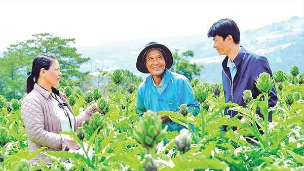 Liên kết trồng cây dược liệu atisô với doanh nghiệp mang lại thu nhập ổn định cho nhiều nông dân tại xã Lạc Dương, tỉnh Lâm Đồng.