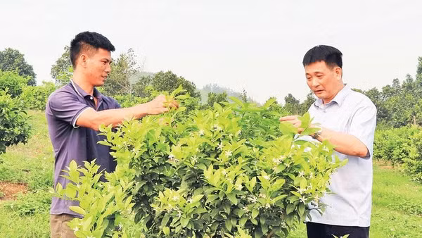 Nhiều hộ dân ở xã Sơn Dương đã chuyển đổi diện tích đất trồng chè và sắn sang trồng chanh tứ thì, mang lại thu nhập ổn định.
