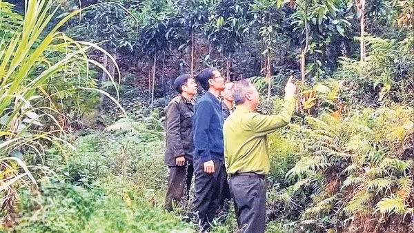 Cán bộ kiểm lâm kiểm tra diện tích trồng quế. (Ảnh HỒNG KHANH)