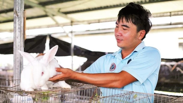 Thỏ giống New Zealand mang về thu nhập cao cho người nông dân.
