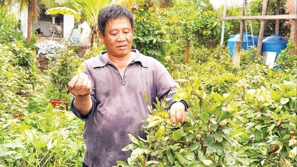 Ông Tiêu Văn Ghi chăm sóc mai Tết.