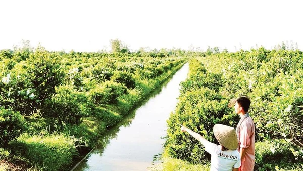 Một mô hình nông nghiệp áp dụng công nghệ tạo ra sản phẩm sạch, thân thiện môi trường tại Cần Thơ.