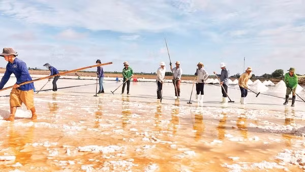 Diêm dân vùng ven biển xã Vĩnh Hậu (Cà Mau) đang vào cao điểm vụ sản xuất muối. (Ảnh THANH CƯỜNG)