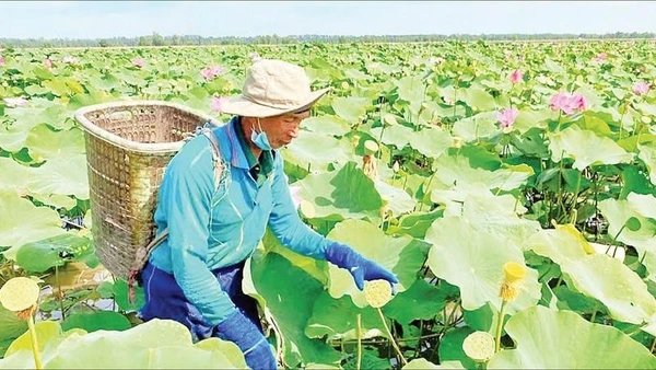 Mô hình “trồng sen, nuôi cá trê vàng, làm khô, kết hợp du lịch sinh thái” tại xã An Cư, tỉnh An Giang. (Ảnh CÔNG MẠO)