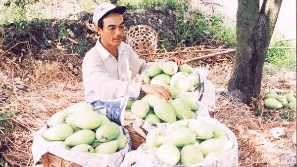 Nông dân xã An Thạnh thu hoạch xoài.