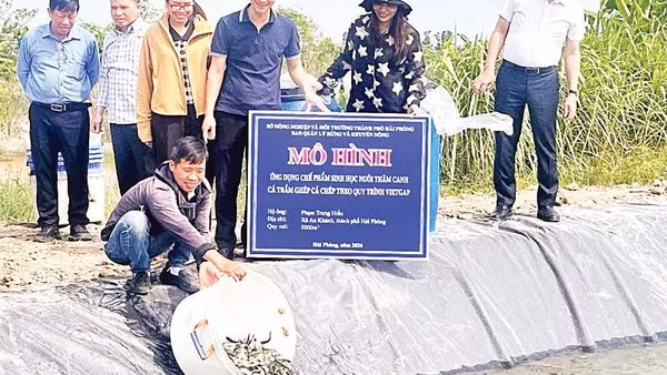 Thả cá giống tại mô hình ứng dụng chế phẩm sinh học nuôi thâm canh cá trắm ghép cá chép theo quy trình VietGAP ở xã An Khánh.