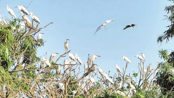 Đảo Cò ở Nam Thanh Miện là nơi cư trú thường xuyên của hàng chục nghìn cá thể thuộc nhiều loài chim nước.