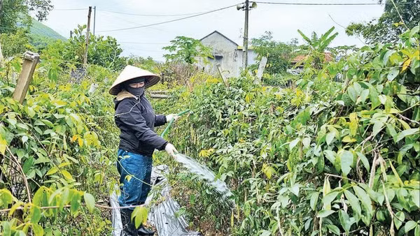 Người dân Quảng La chăm sóc vườn cây sâm nam.