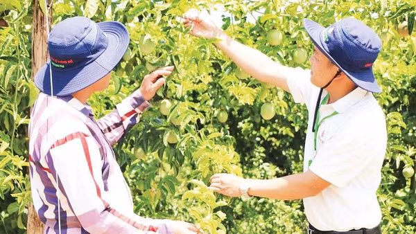 Mô hình IPHM giúp cây trồng khỏe, giảm chi phí sản xuất và nâng cao hiệu quả kinh tế.