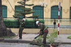 Công nhân Công ty TNHH MTV Công viên cây xanh Hà Nội triển khai chặt, chuyển cây xanh. (Ảnh: KHÁNH HÒA)