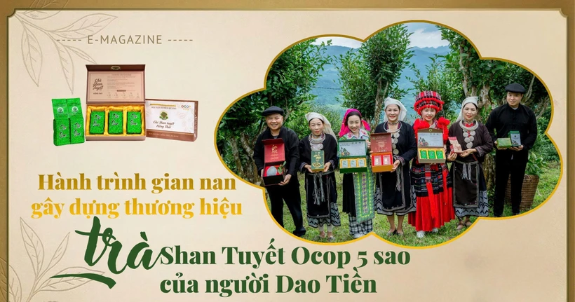 Hành trình gian nan gây dựng thương hiệu trà Shan Tuyết Ocop 5 sao của người Dao Tiền