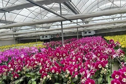 Mô hình sản xuất hoa lan hồ điệp. (Ảnh: TL)