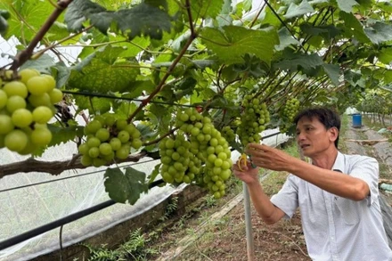 Ông Thiều Văn Thiết đang cắt tỉa nho sữa để chờ thu hoạch vào đầu tháng 8. (Ảnh: DIỆU THƯƠNG)