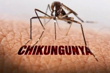 Muỗi vằn truyền bệnh Chikungunya. (Ảnh: SYT)